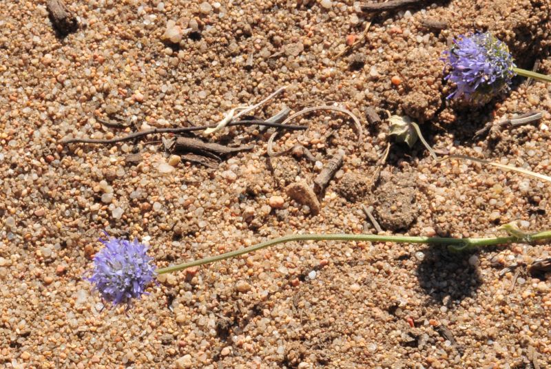 Jasione montana / Vedovella annuale